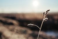 Rijp op grashalm - detail natuurfotografie print