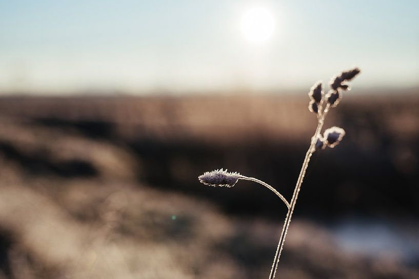 Ripe on grass palm - detail nature photography print by Laurie Karine van Dam