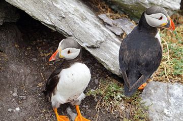 Papegaaiduikers op het eiland Skellig Michael in Ierland van Babetts Bildergalerie