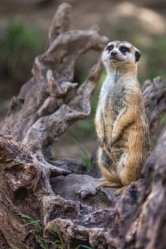 Portrait d'un suricate ou d'un meerkat seul, debout, avec un arrière-plan flou.