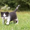 Een jong katje loopt haar eerste pasjes over een grasveld van Henk van den Brink