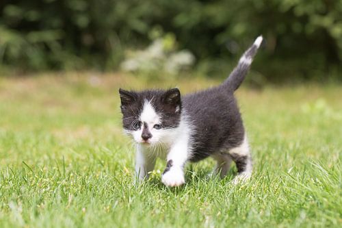 Een jong katje loopt haar eerste pasjes over een grasveld