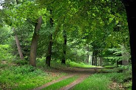 Karrespoor door het bos van Corinne Welp