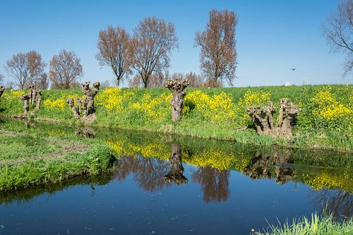 Hollands polderlandschap