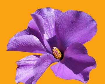 Australische inheemse hibiscusbloem van Ines Porada