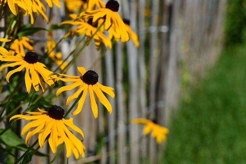 Flowers on the garden fence by Ulrike Leone
