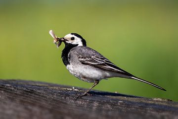 White wagtail by Gianni Argese