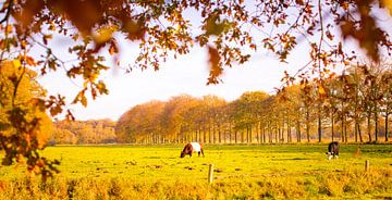 Nederlands landschap 