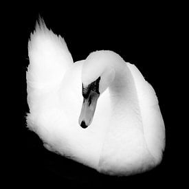 Porträt eines Höckerschwans (schwarz-weiß) von Fotografie Jeronimo
