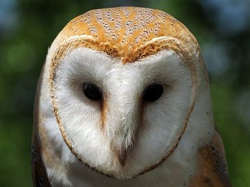 Barn owl by Loek Lobel
