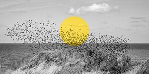 Essaim d'oiseaux avec cercle jaune