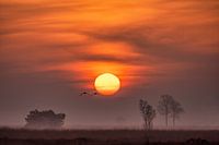 Sunrise Dwingelderveld, Drenthe