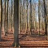 Wandelen door het bos. van Robby's fotografie
