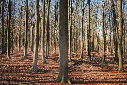 Wandelen door het bos.