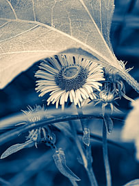 Monochrome Makrofotografie einer Wiesenblume von Max Steinwald