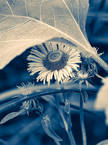 Monochrome Makrofotografie einer Wiesenblume