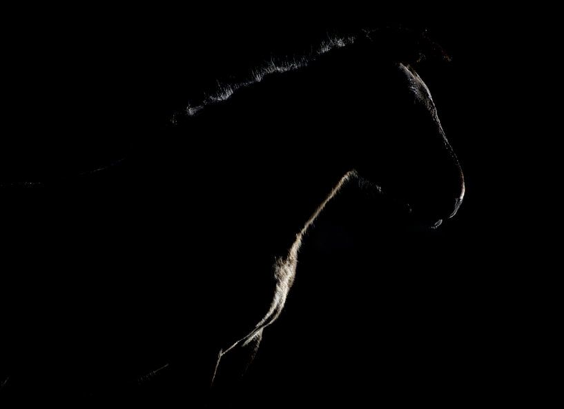 Konik-Pferde von Andy van der Steen - Fotografie