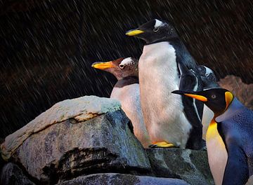 Ligue des Pingouins : Défenseurs du royaume glacé sur Maickel Dedeken