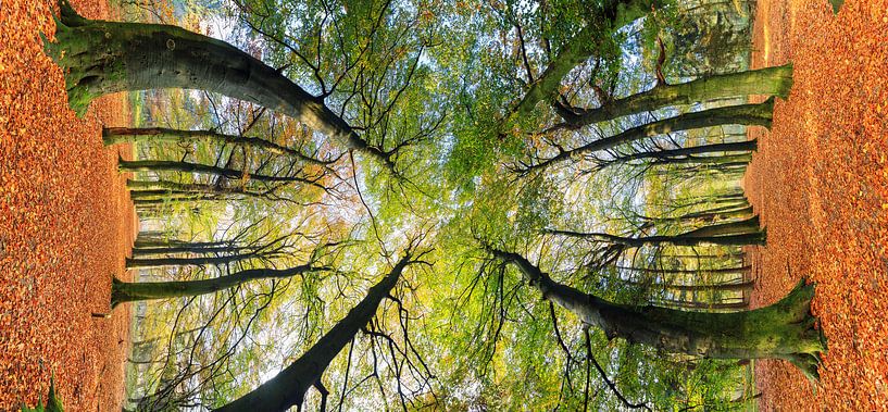 Herfstbos Vertorama by Dennis van de Water