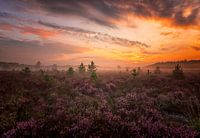 Holländische Heide