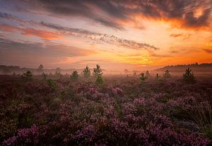 Holländische Heide von Quirien Marijs