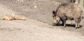 Wilde Zwijn met jongen