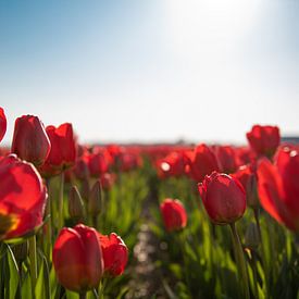 Rote Tulpen von Jacky van Schaijk