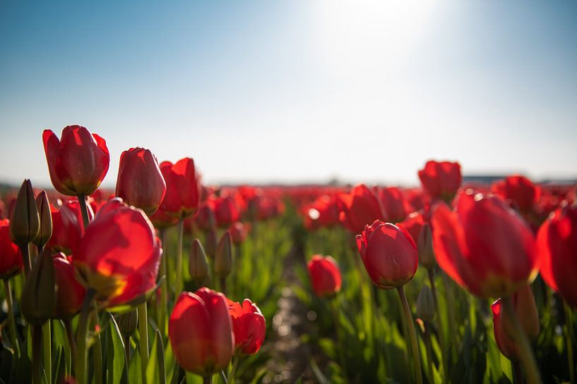 Rote Tulpen von Jacky van Schaijk