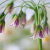 Bulgaarse sierui (Nectaroscordum siculum)  van Tamara Witjes