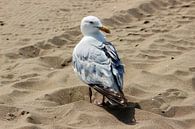 Seagull on the beach by Melanie Schook thumbnail