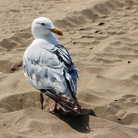 Meeuw op het strand van Melanie Schook