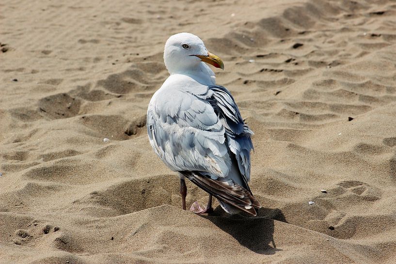 Seagull on the beach by Melanie Schook