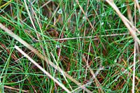 Grass