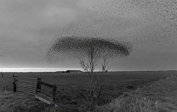 Schneewolke von Rob Kempers