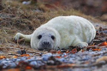 Gray Seal (Halichoerus grypus) Pup,in the natural habitat, Helgoland Germany von Frank Fichtmüller