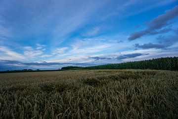 Deutschland - Junges Weizenfeld inmitten von Maisfeldern von adventure-photos