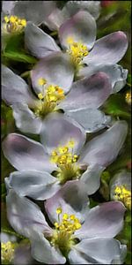 Blumenmalerei - Apfelblüten von Christine Nöhmeier