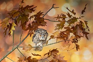Long-eared owl surrounded by autumn leaves