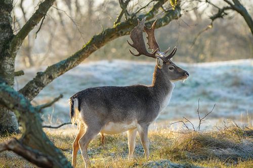 Damherten in natuurgebied