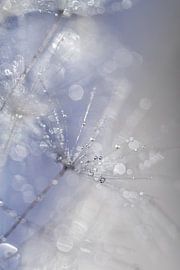 Dandelionpluis en morgendauw van Nanda Bussers