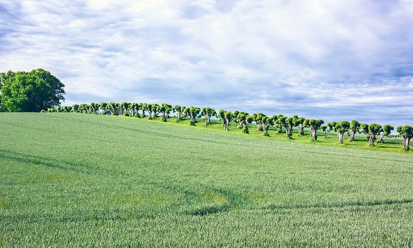 Paysage dans le Mecklembourg par Johann Pavelka
