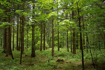 Wald