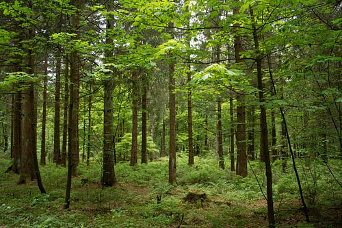 Wald