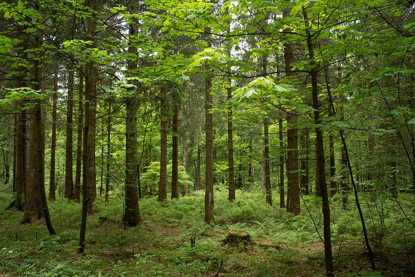 forêt par Jan van Voorst Vader