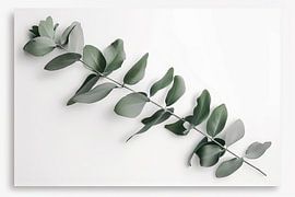 Eucalyptus von Poster Art Shop