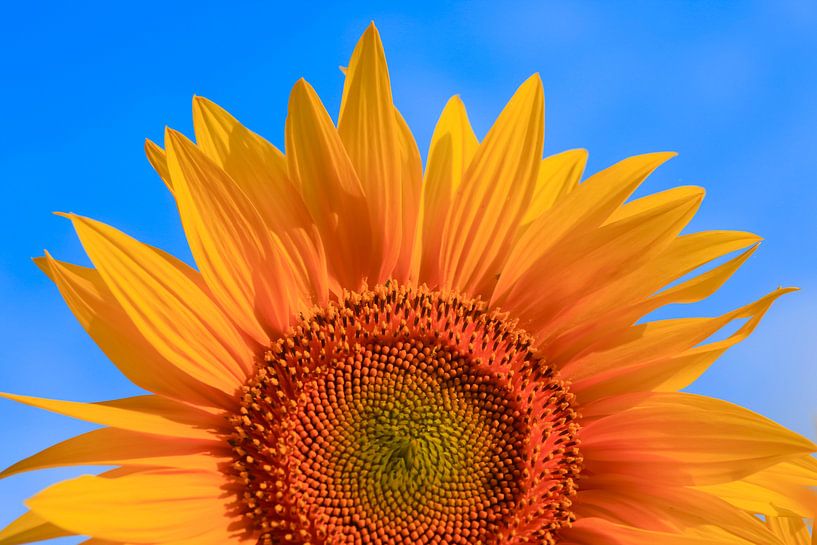 Sunflower by Thomas Jäger