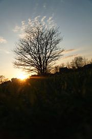 Sonnenuntergang hinter Bäumen