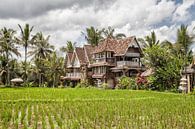 Reisfeldern -Ubud - Bali- Indonesie von Dries van Assen Miniaturansicht