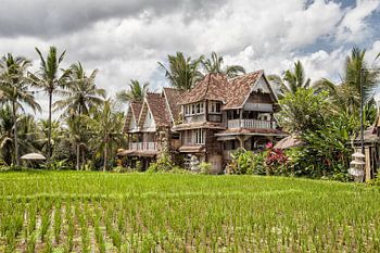 Rijstvelden op Bali - Ubud - Indonesie