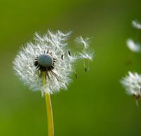 Fluffy dandelion in bloom